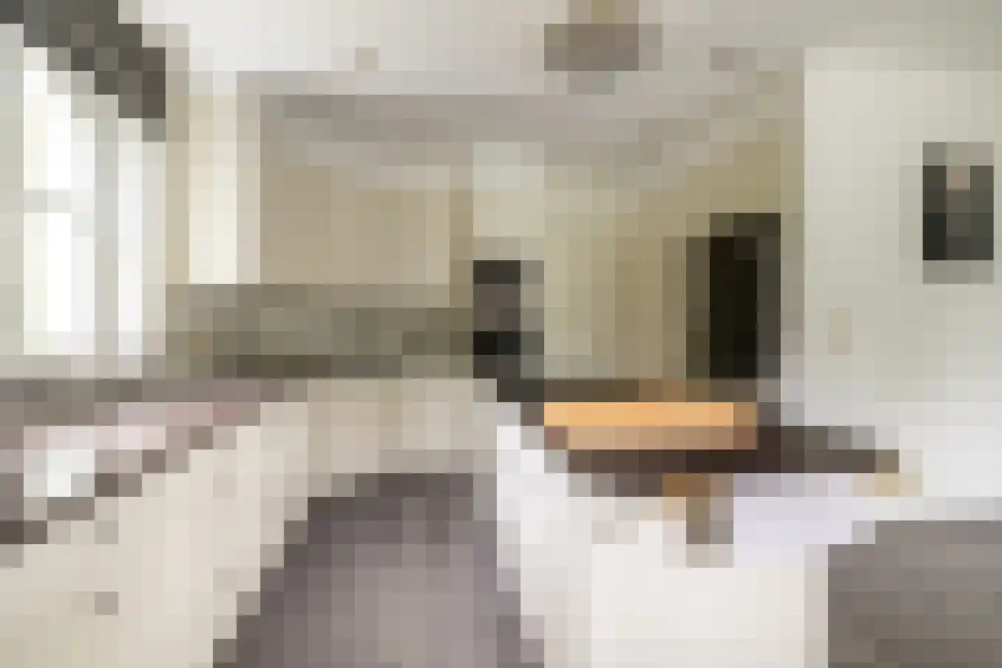 Hazeldonk 1 Breda thumbnail 20