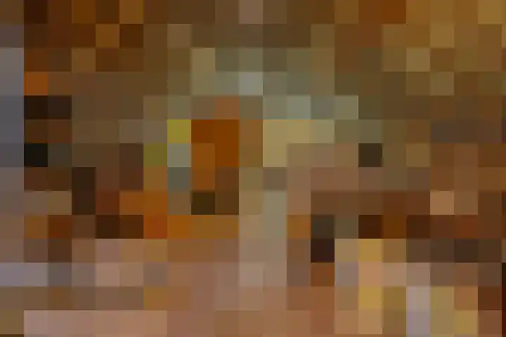 Hazeldonkseweg 5 Liessel thumbnail 47