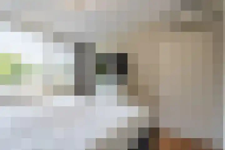 Hazeleger 193 Cuijk thumbnail 17
