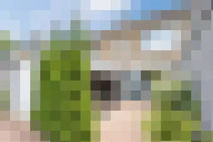 Hazeleger 193 Cuijk thumbnail 4