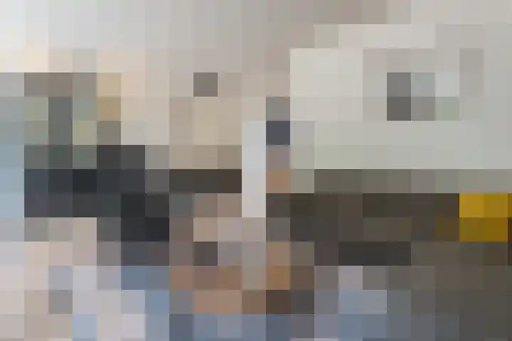 Hazeleger 193 Cuijk thumbnail 6