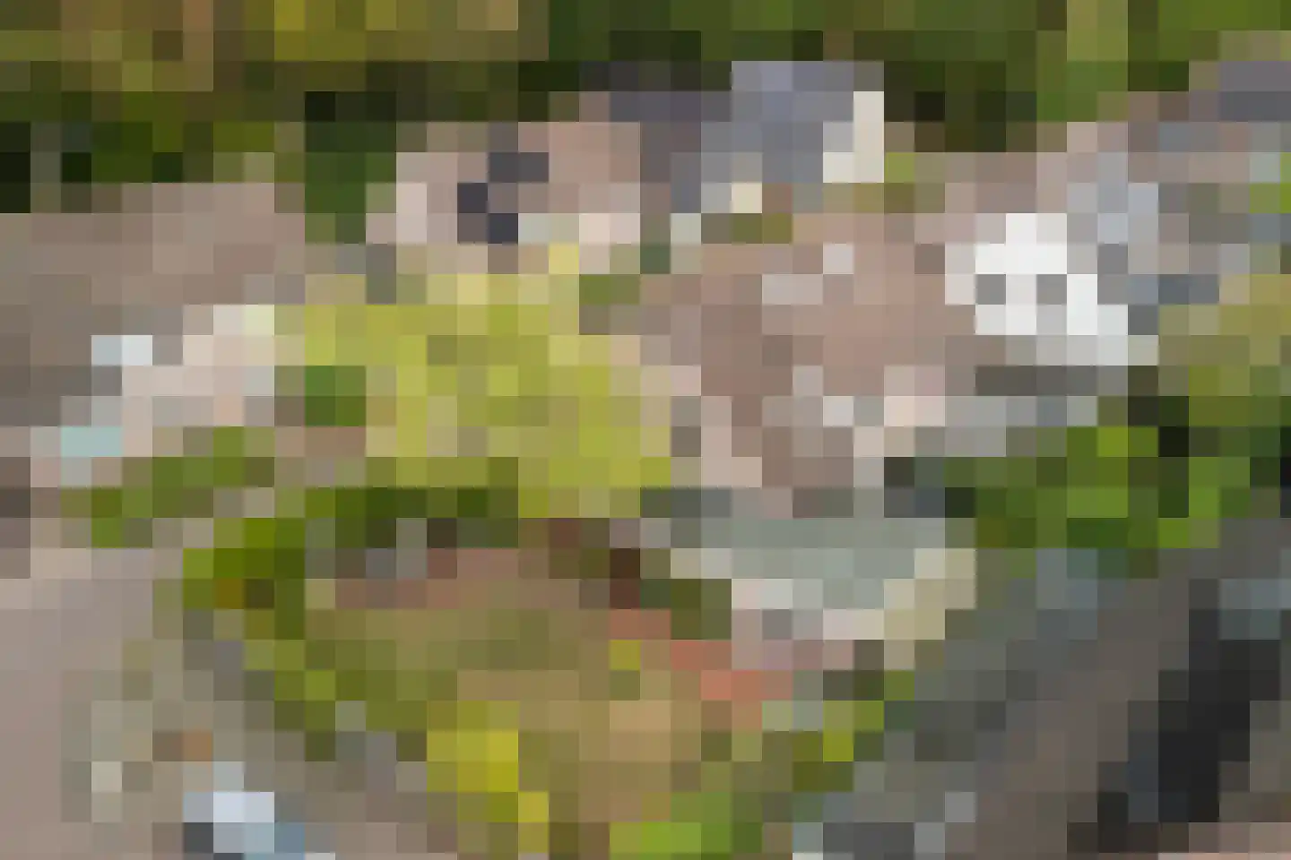 Hazelnoot 7 Doorn thumbnail 35