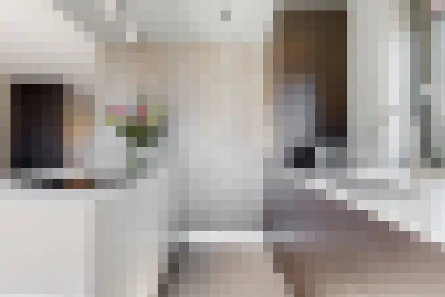Hazelnootlint 2 Limmen thumbnail 20