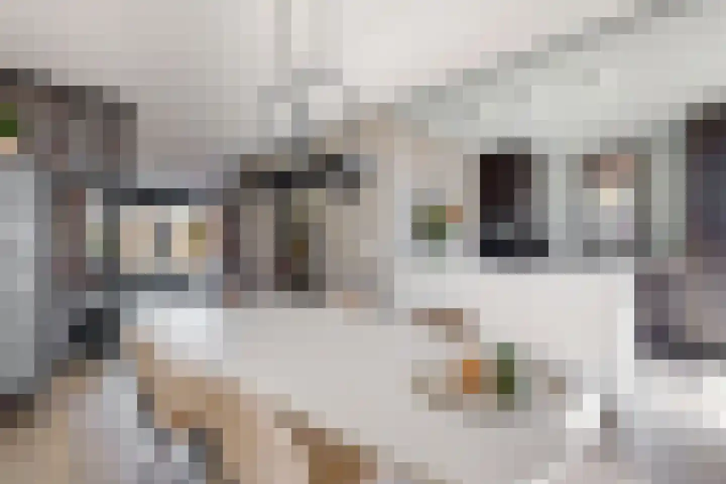 Hazelnootlint 2 Limmen thumbnail 23