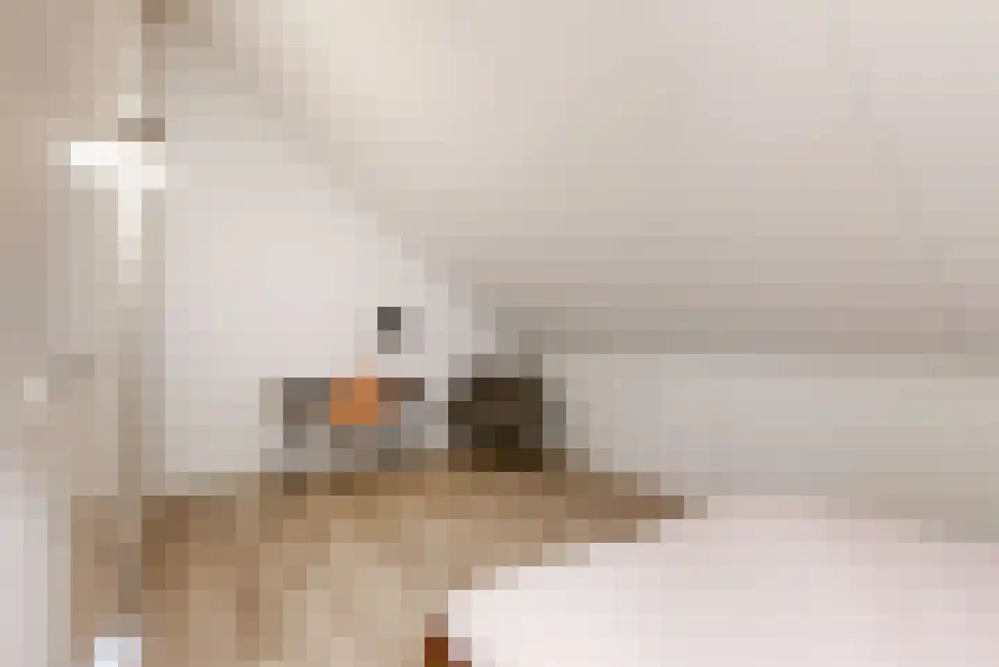 Hazelnootlint 2 Limmen thumbnail 44