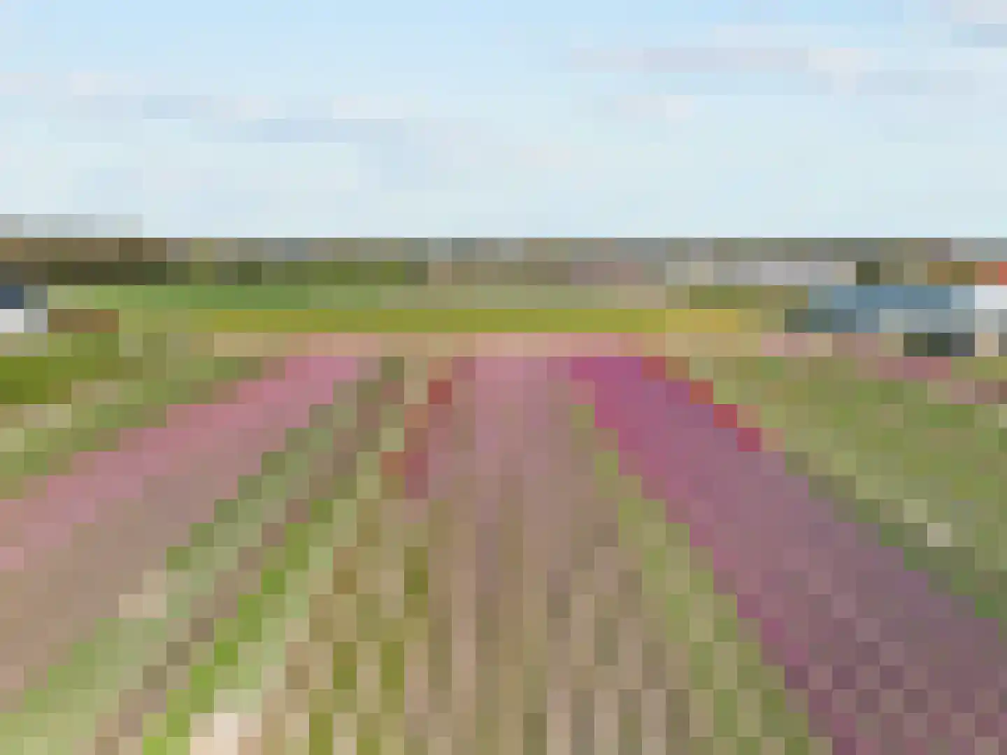 Hazelnootlint 2 Limmen thumbnail 68