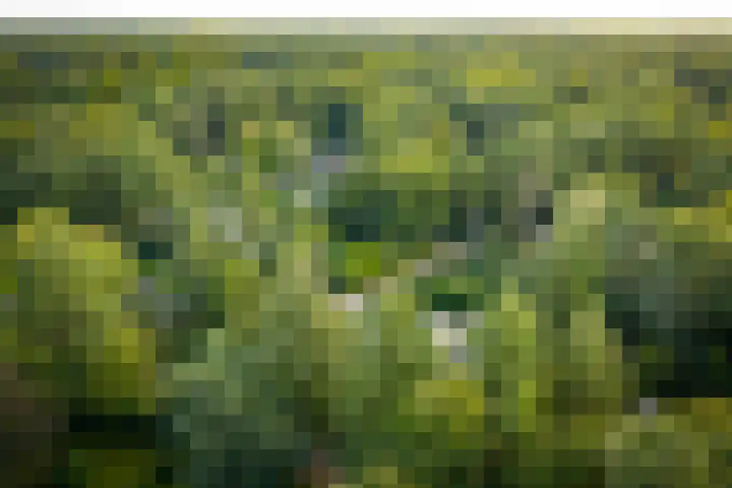 Hazeloop 4 Gorssel thumbnail 68