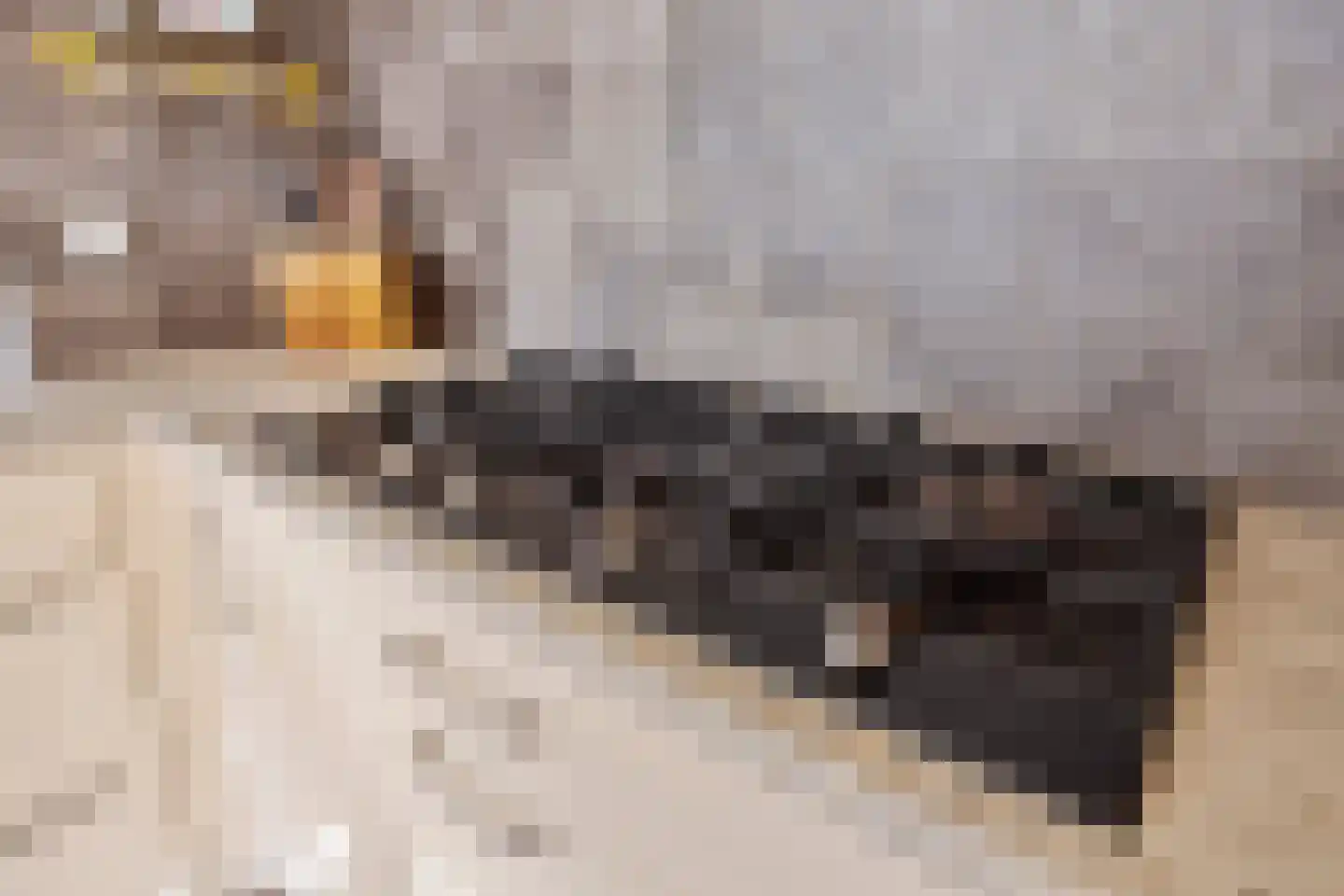 Hazenbos 32 Halsteren thumbnail 16