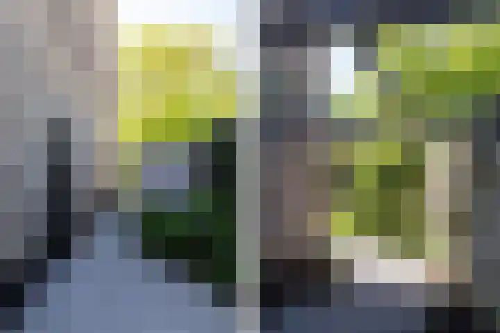 Hazendam 11 Achterveld thumbnail 4