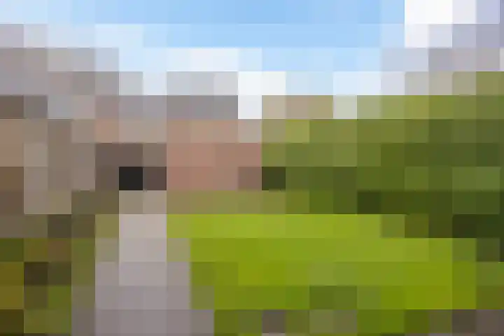 Hazendijk 78 Enschede thumbnail 31