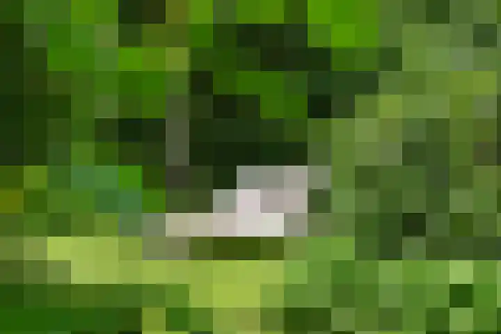 Hazenloop 15 Eindhoven thumbnail 46