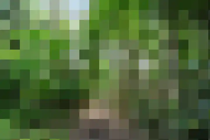 Hazenloop 15 Eindhoven thumbnail 49