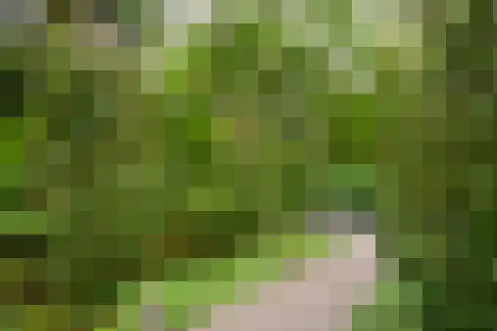 Hazenloop 29 Eindhoven thumbnail 30