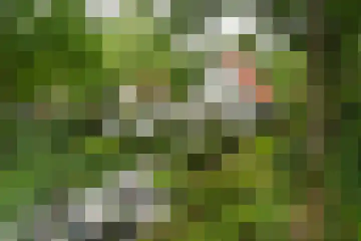 Hazenloop 29 Eindhoven thumbnail 4