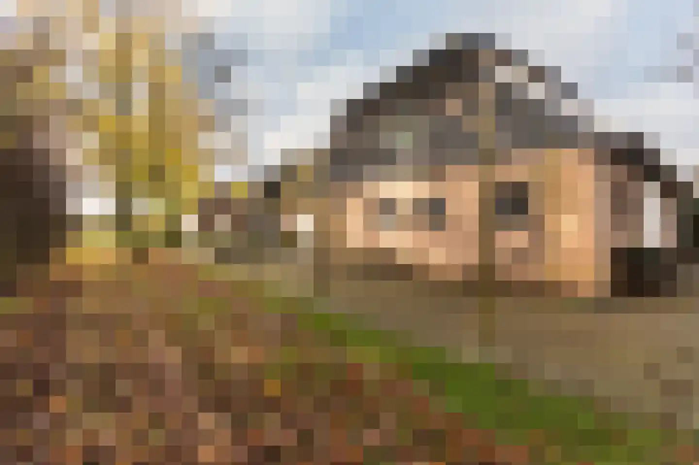 Hazenpad 26 Leur thumbnail 52