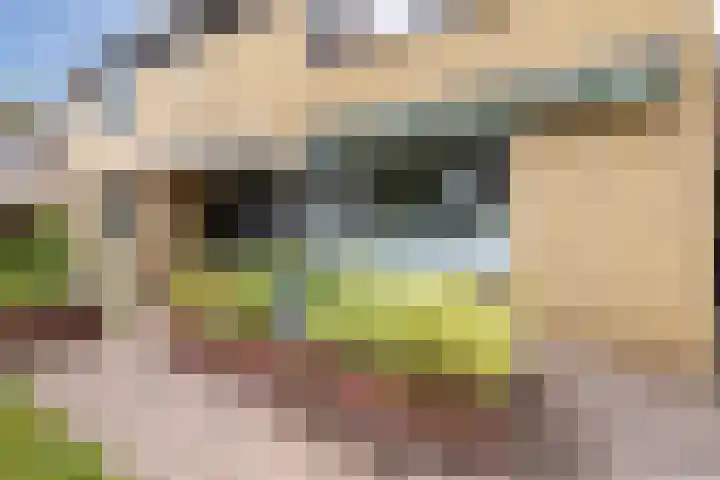 Hazenpad 3 Alteveer thumbnail 6