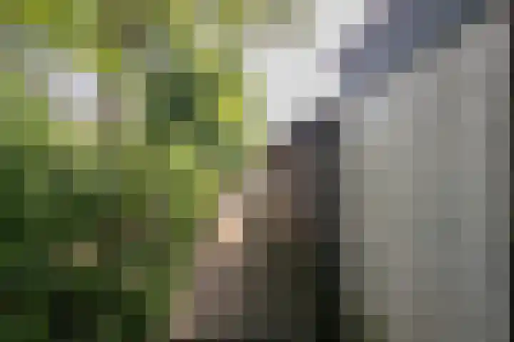 Hazenpad 34 Tegelen thumbnail 27