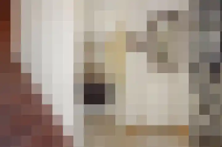 Hazenpad 4 Neerkant thumbnail 7