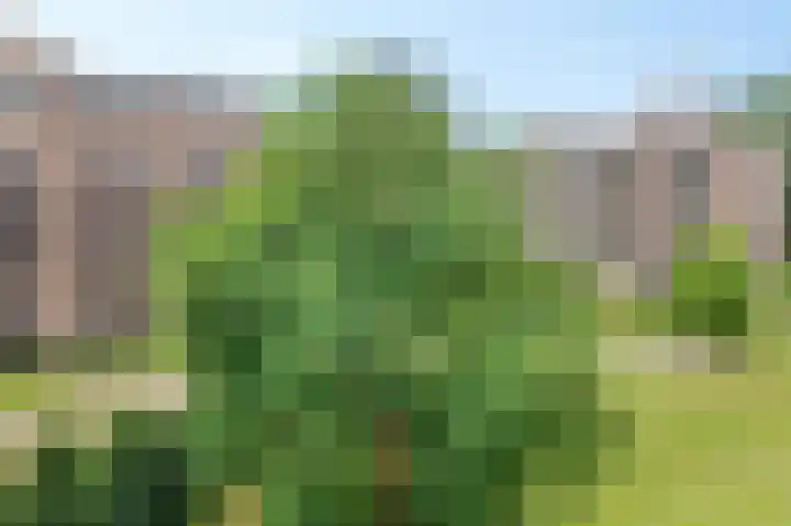 Hazepaterslaan 256 Haarlem thumbnail 16