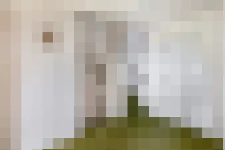 Hazeveld 55 Zevenhuizen thumbnail 22