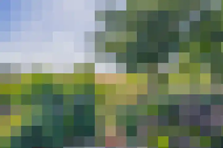 Hazeveld 55 Zevenhuizen thumbnail 28