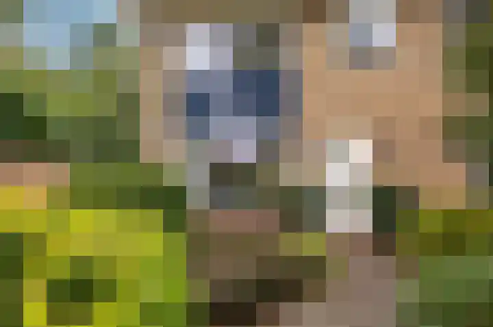 Hazzeleger 1 Hurdegaryp thumbnail 7