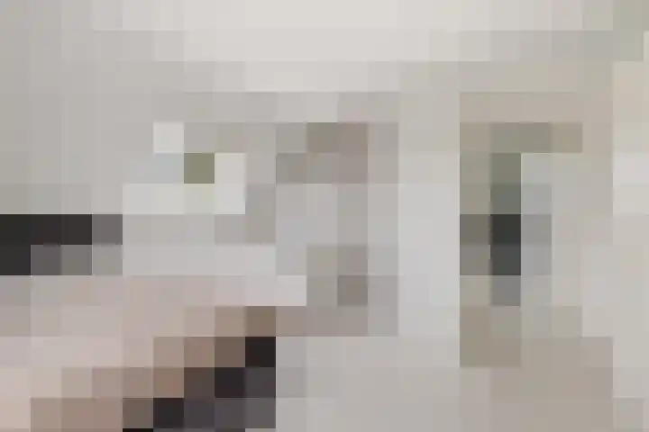 Hazzelnútstrjitte 1 Stiens thumbnail 27