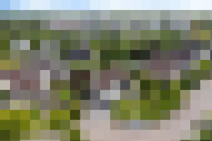 Hazzelnútstrjitte 1 Stiens thumbnail 48