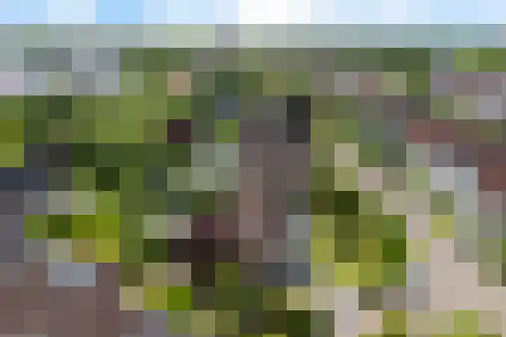 Hazzelnútstrjitte 1 Stiens thumbnail 52