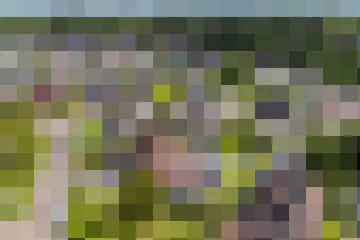 Hazzelnútstrjitte 1 Stiens thumbnail 53
