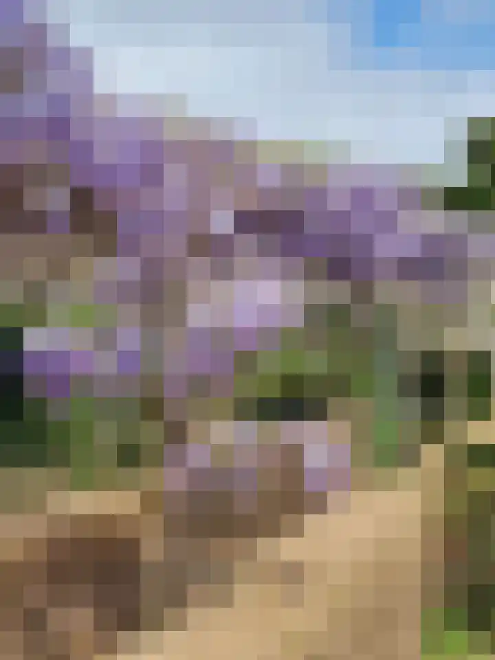 Hazzelnútstrjitte 15 Stiens thumbnail 42