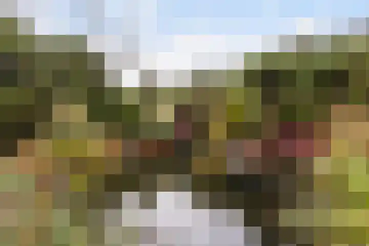 Hazzelnútstrjitte 15 Stiens thumbnail 44