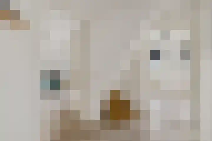 Hazzelnútstrjitte 2 Stiens thumbnail 20