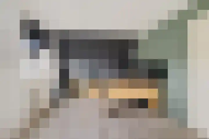 Hazzelnútstrjitte 2 Stiens thumbnail 27