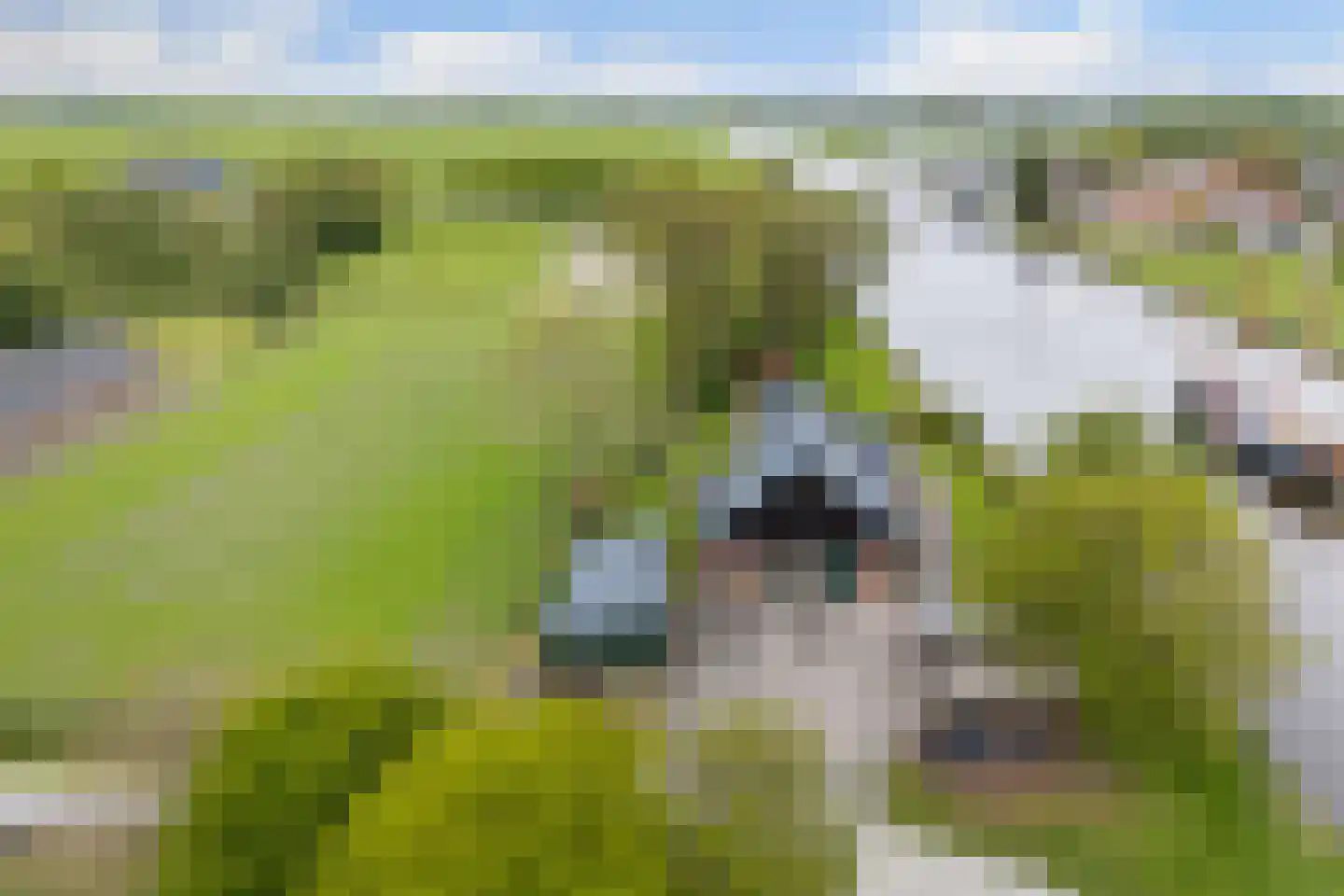 Headyk 39 Dronryp thumbnail 86