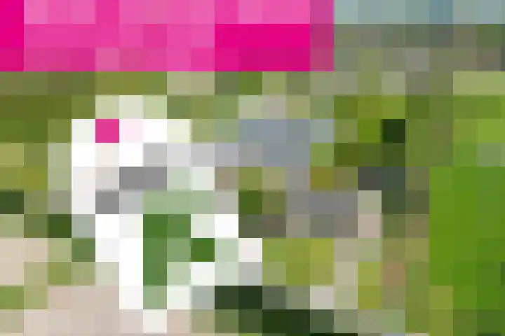 Hearewei 11 C Minnertsga thumbnail 77