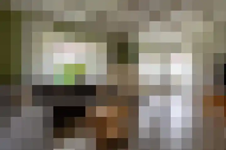 Hearewei 20 Damwâld thumbnail 13