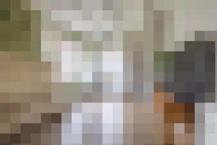 Hearewei 20 Damwâld thumbnail 15