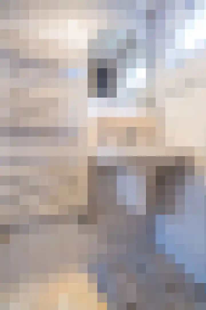 Hearewei 20 Damwâld thumbnail 44