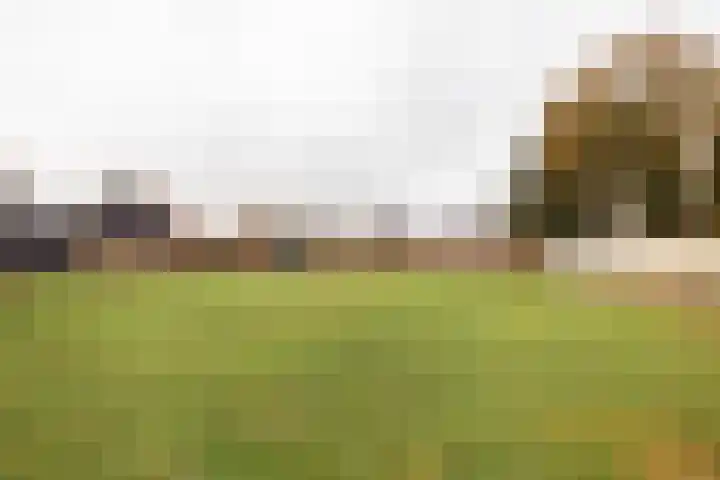 Hearewei 20 Damwâld thumbnail 6