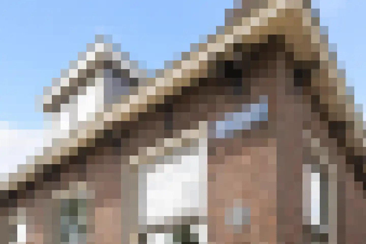 Hearewei 4 Damwâld thumbnail 10