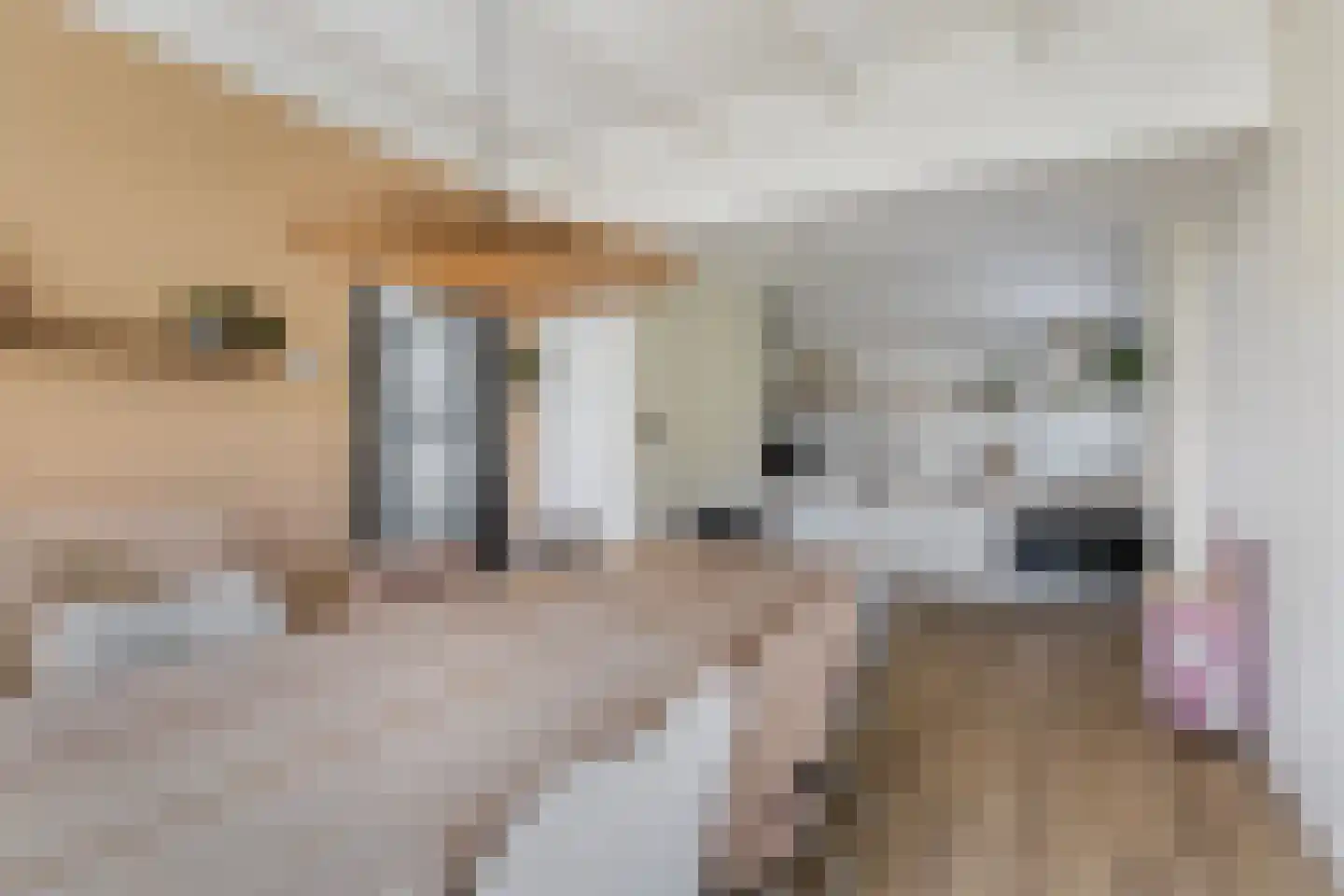 Hearewei 4 Damwâld foto 2