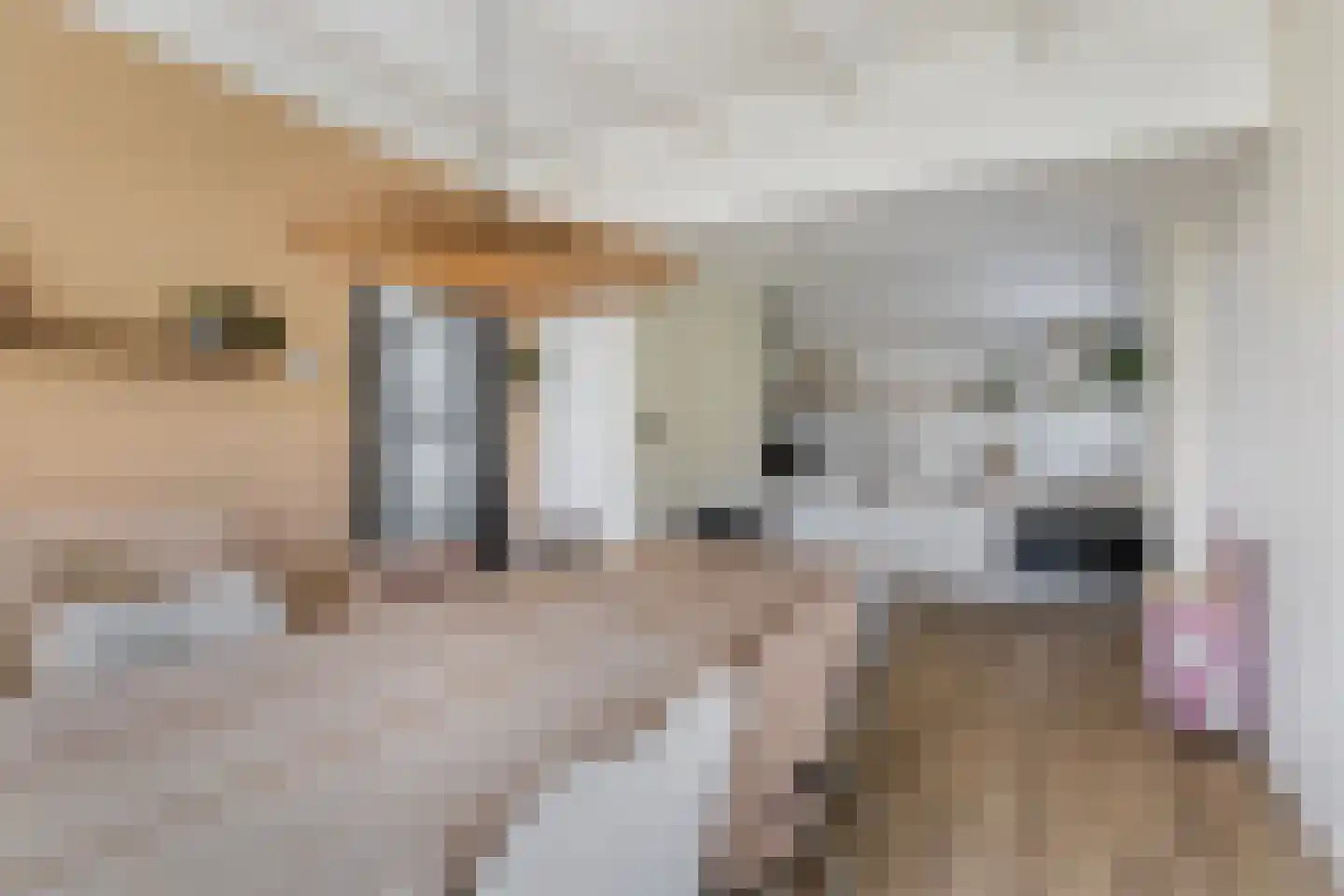 Hearewei 4 Damwâld thumbnail 20