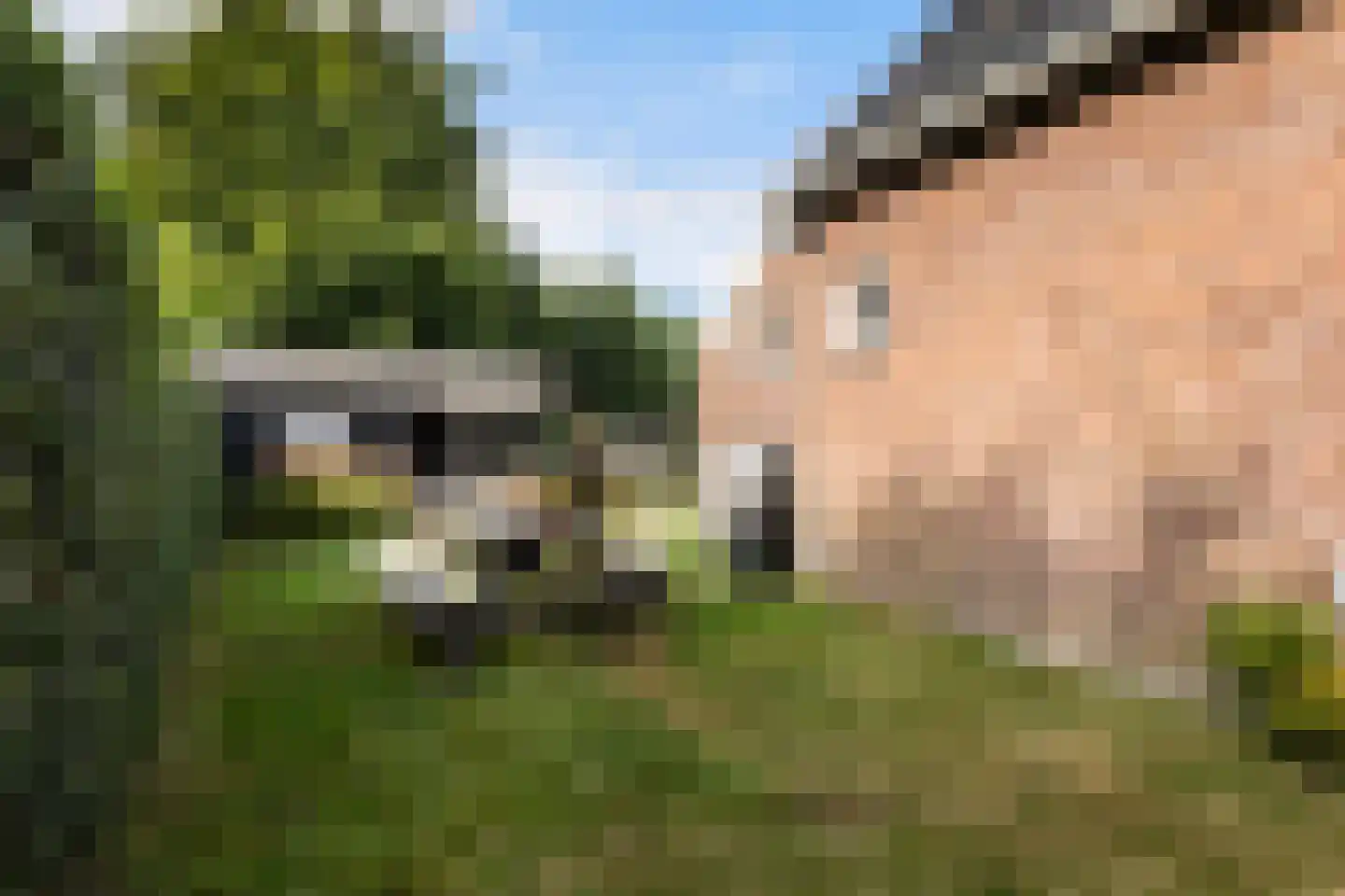 Hearewei 4 Damwâld thumbnail 42