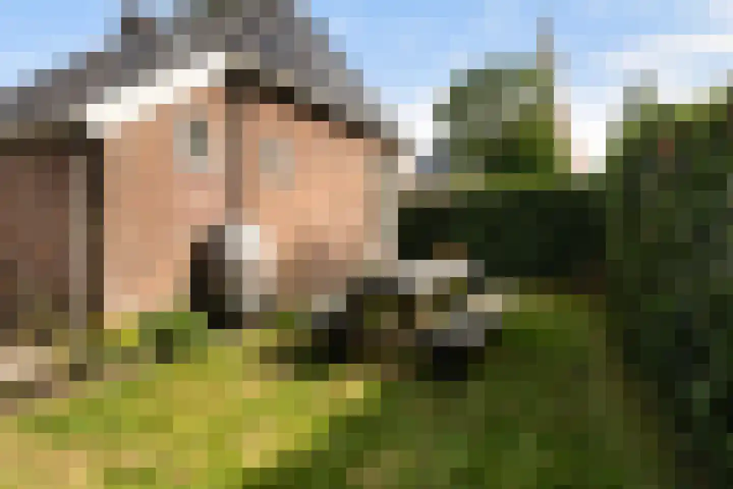 Hearewei 4 Damwâld thumbnail 44