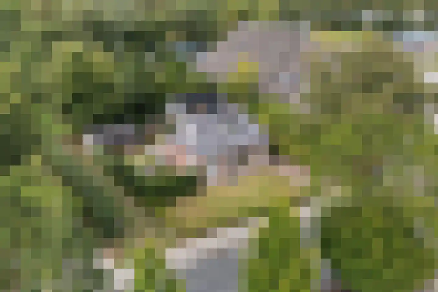 Hearewei 4 Damwâld thumbnail 49