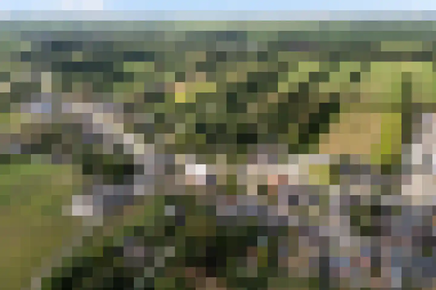 Hearewei 4 Damwâld thumbnail 7