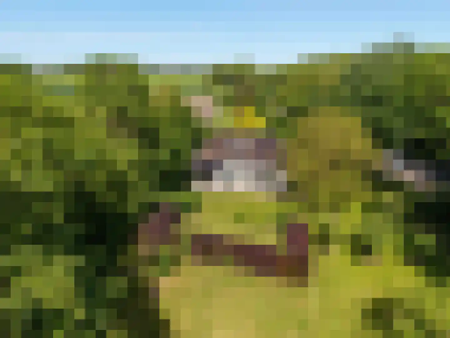Hearewei 4 Pietersbierum thumbnail 6