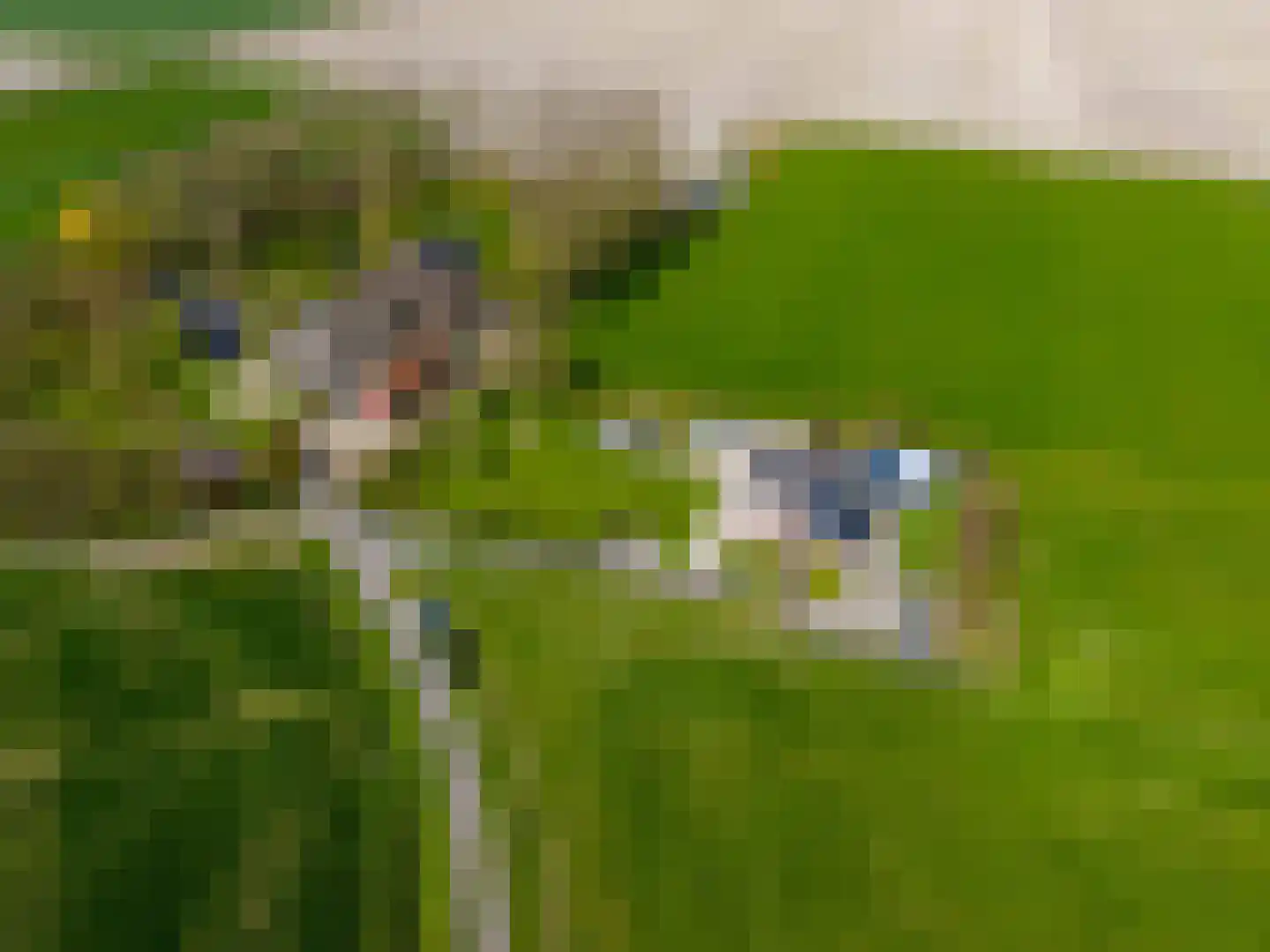 Hearewei 41 Tzummarum thumbnail 48