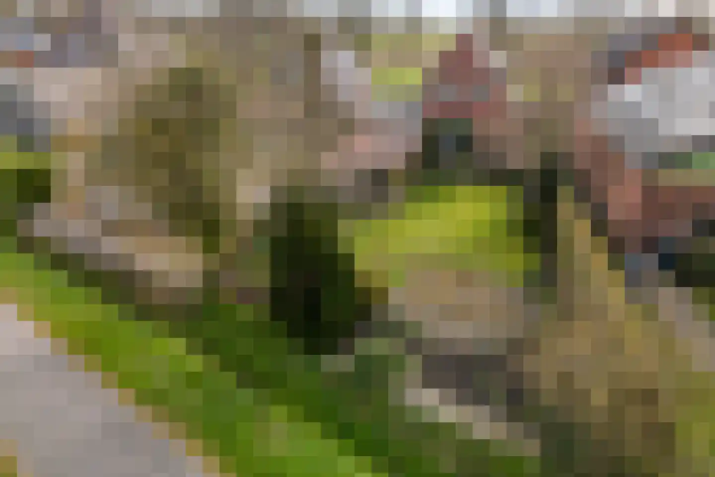 Hearsterwei 19 Frieschepalen thumbnail 43